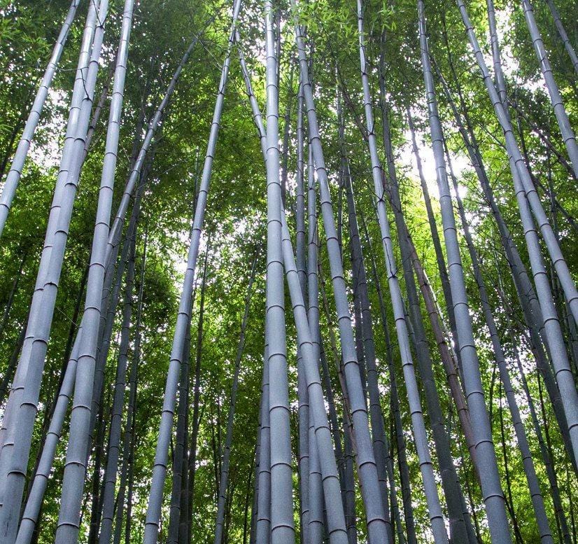 Bamboo Trees